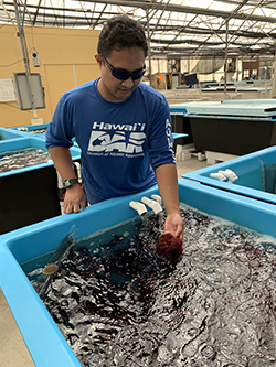 Patrick Gorong with some of his sea urchines 
